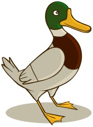 duckmarca